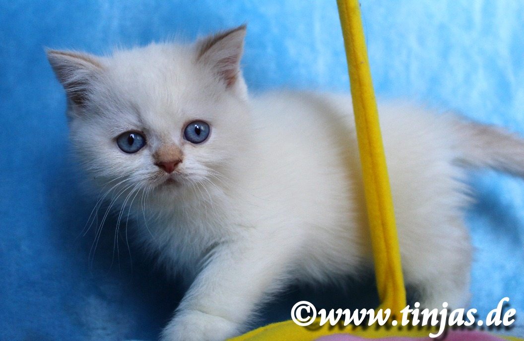 Britisch Kurzhaar Katzenbaby colourpoint